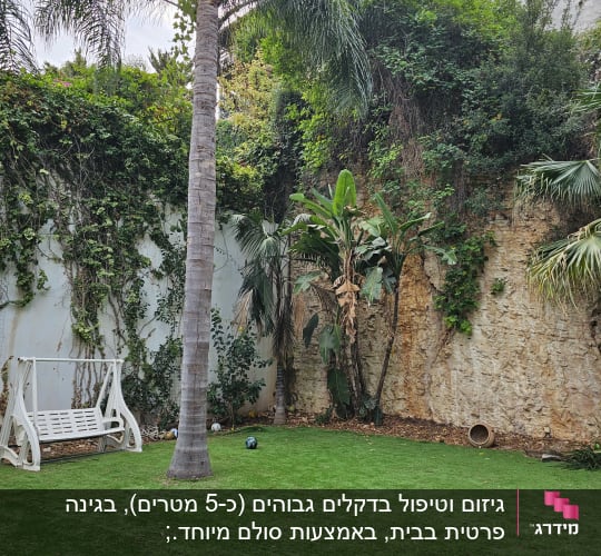 עץ דקל עם ענפים גזומים בגינה